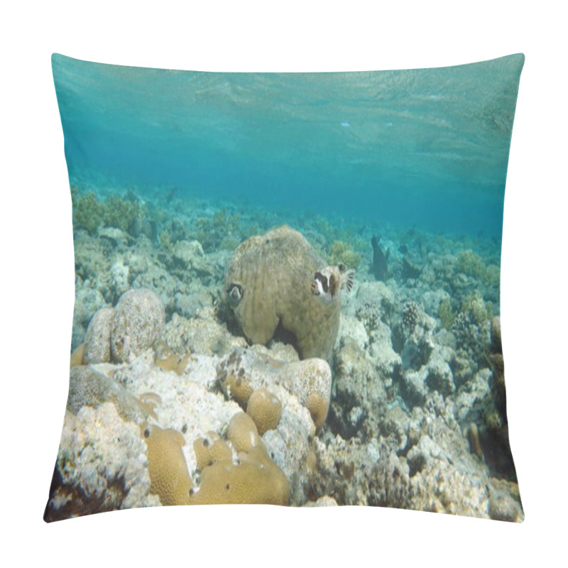 Personality  Beautiful Fish On The Red Sea Reef. Pillow Covers