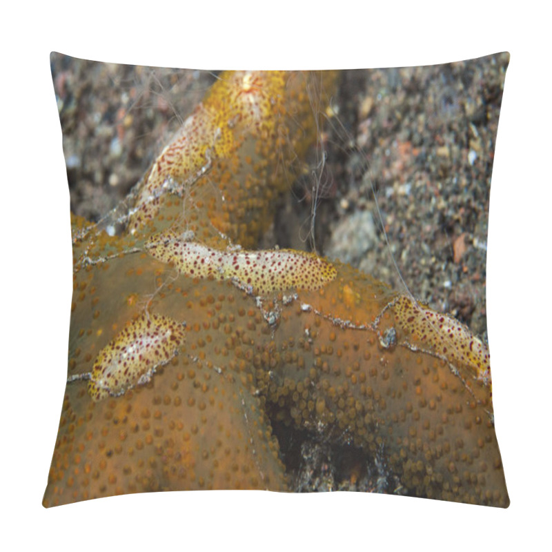 Personality  Benthic Comb-jelly Coeloplana Astericola Pillow Covers