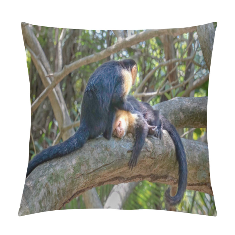 Personality  Two Monkeys Massaging Each Other On A Tree. High Quality Photo Pillow Covers