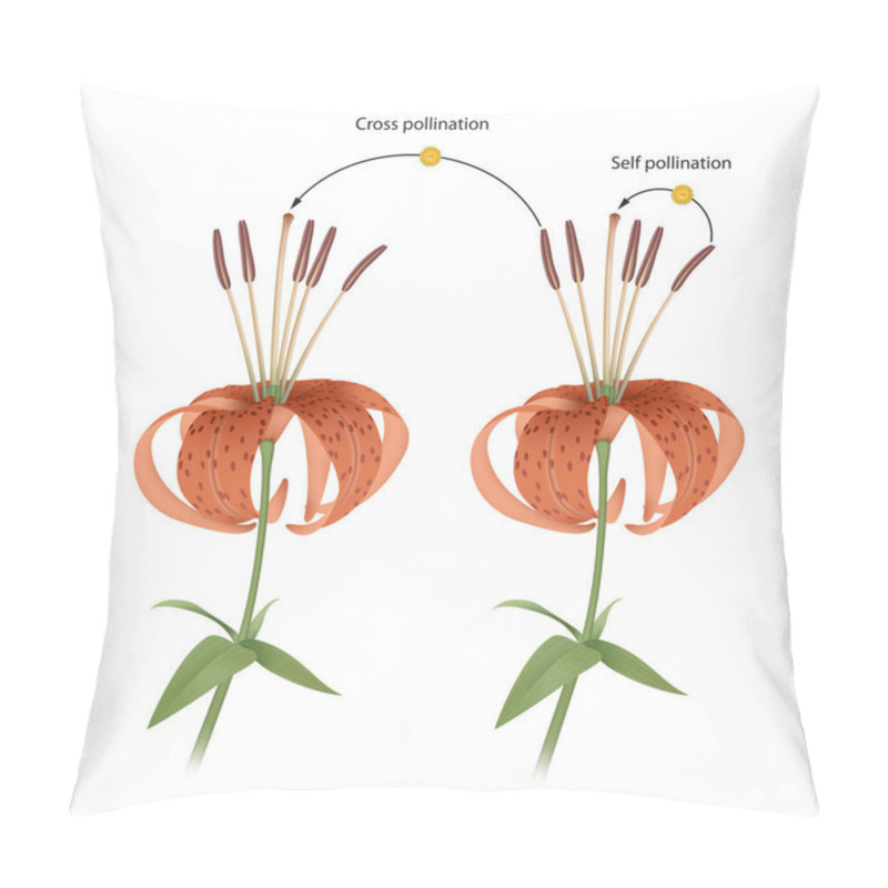 Personality  The Process Of Cross And Self Pollination. Reproduction In Plant Pillow Covers