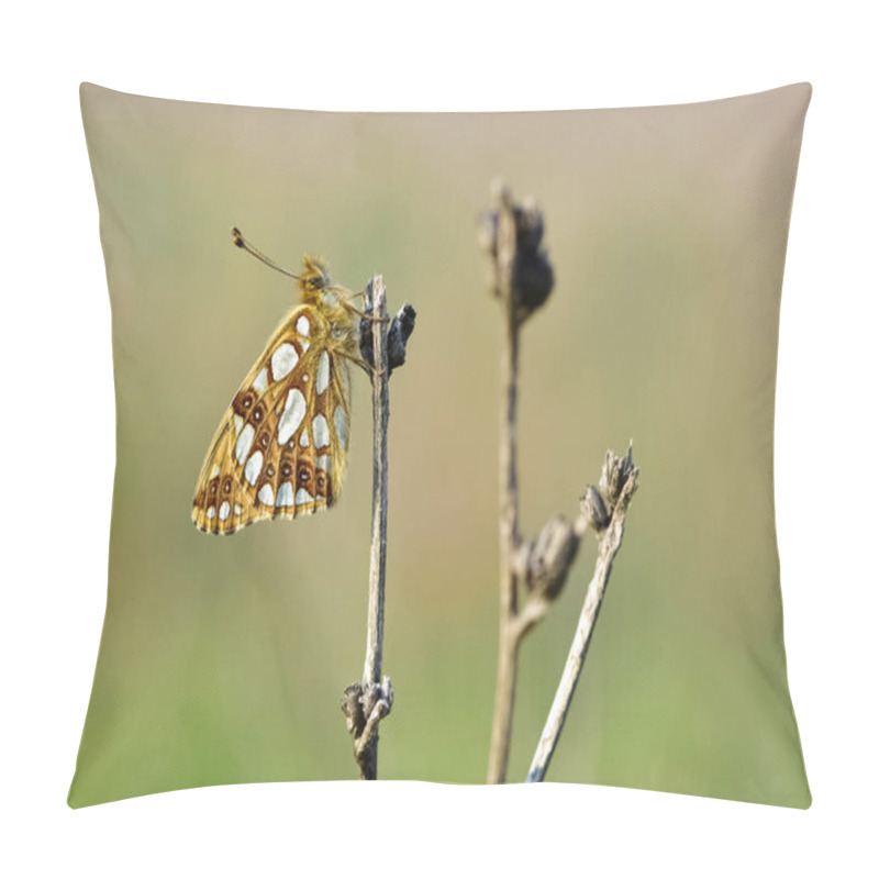 Personality  Photos Of Butterflies Feeding On Flowers Pillow Covers