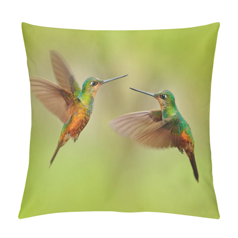 Personality  Hummingbirds Golden-bellied Starfrontlet With Long Golden Tails Flying With Open Wings, Chicaque, Colombia   Pillow Covers