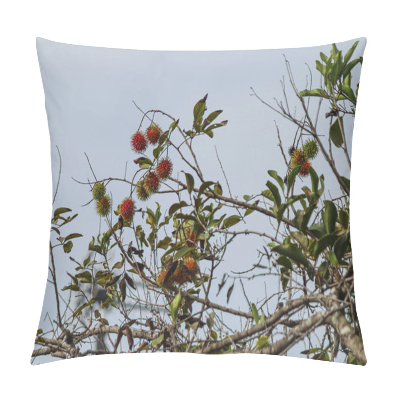 Personality  Rambutan Is Starting To Bear Fruit, Background Of The Sky Pillow Covers