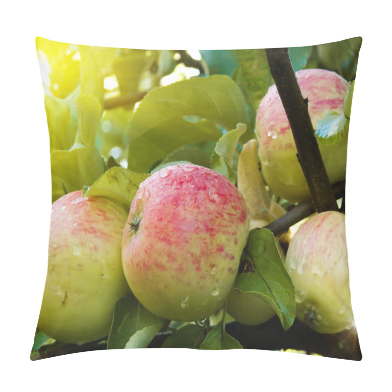 Personality  Apples Tree Pillow Covers