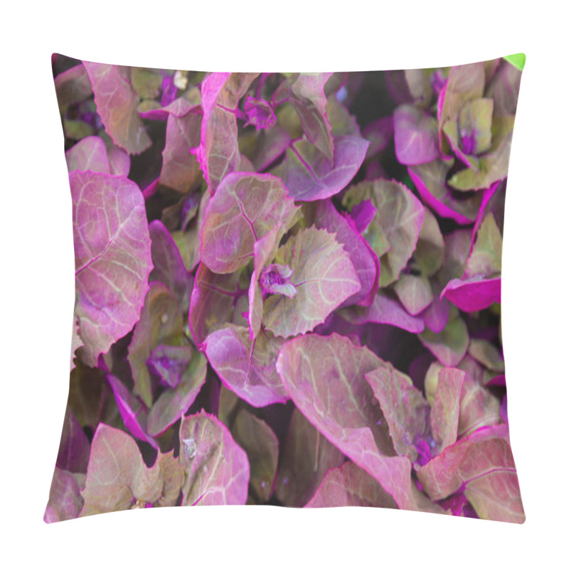 Personality  Fresh Purple Garden Orache, Atriplex Hortensis Or French Spinach, Loboda. Pillow Covers