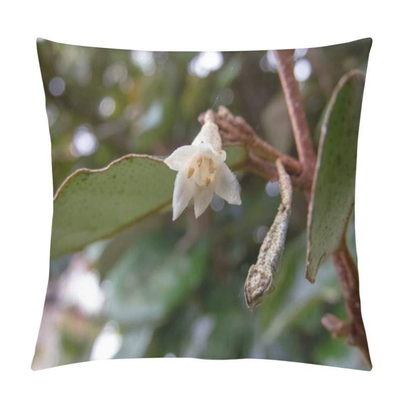 Personality  Thorny Olive,spiny Oleaster Or Silverthorn White Flower Closeup. Elaeagnus Pungens Ornamental Plant Bloom. Pillow Covers