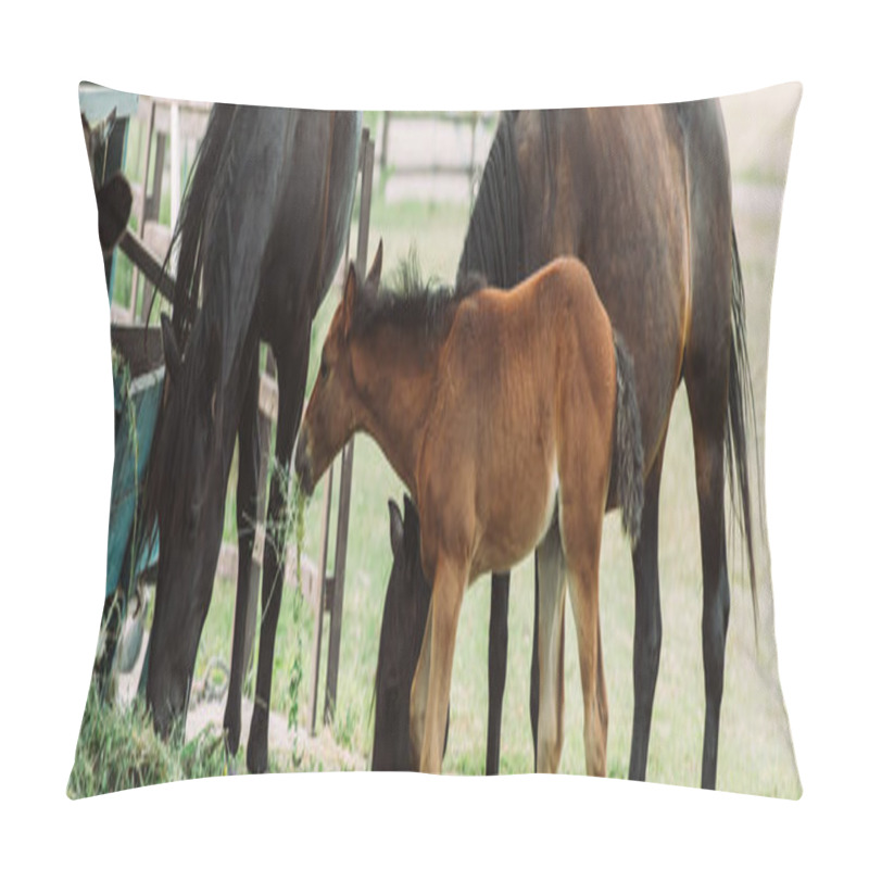 Personality  Horizontal Image Of Brown Horses With Colt Eating Hay On Farm Pillow Covers