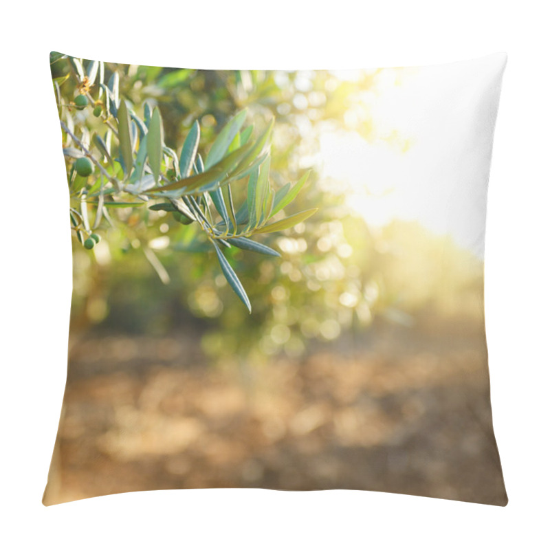 Personality  Olive Trees Garden Pillow Covers