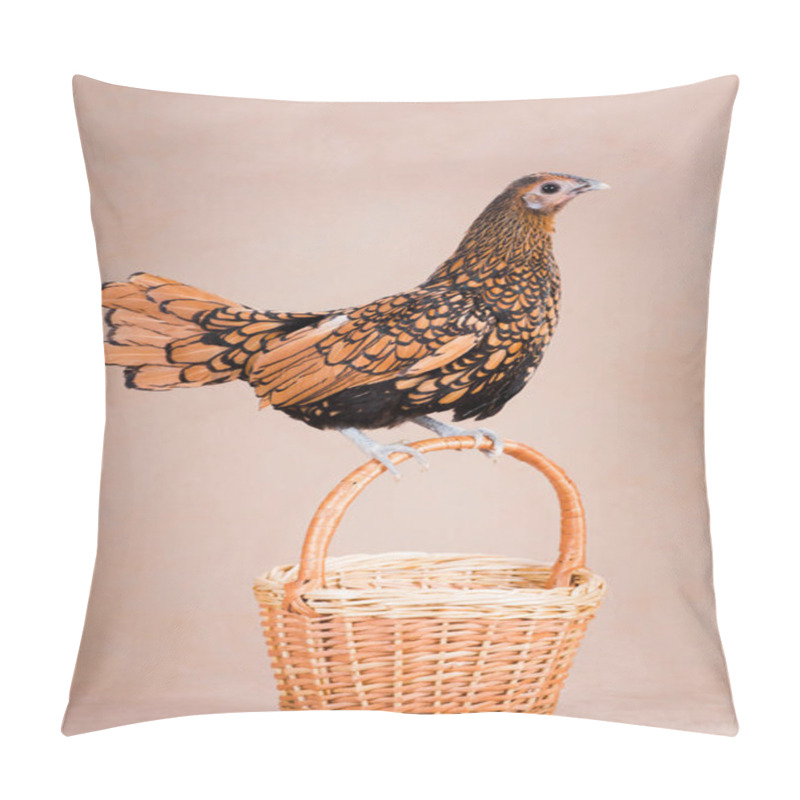 Personality  Sebright Golden Bantam Chicken Hen Sits On The Handle Of A Wicker Basket On A Beige Background In A Studio Room Pillow Covers