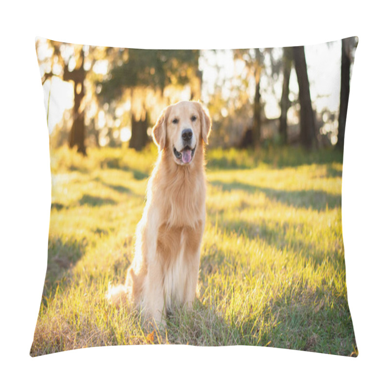 Personality  Golden Retriever Dog Enjoying Outdoors At A Large Grass Field At Sunset, Beautiful Golden Light Pillow Covers