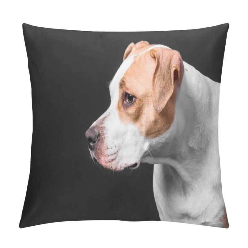 Personality  American Staffordshire Terrier Dog Isolated On Black Background Pillow Covers