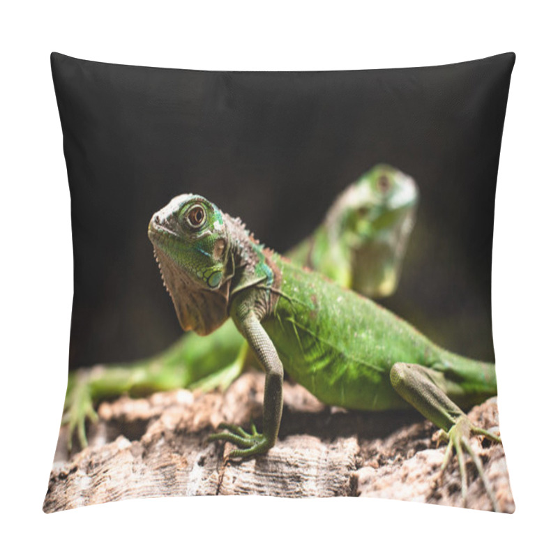 Personality  Lizard Families Together Couple Tree Is Looking To The Future Cute Dof Sharp Focus Space For Text Macro Reptile Jungle Aquarium Home Pet Pillow Covers