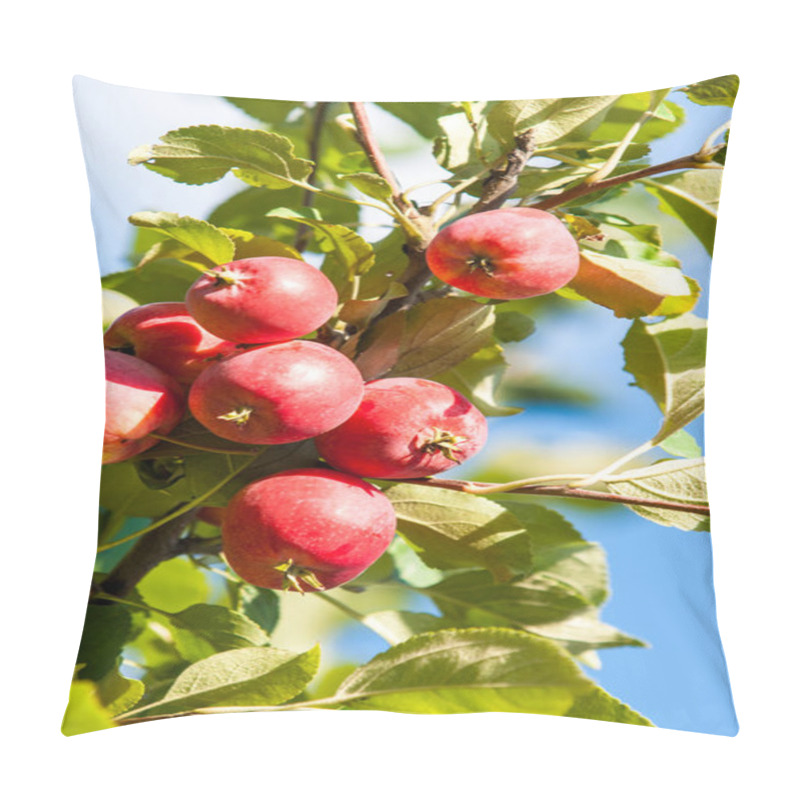 Personality  Crabapple And Wild Apple. Malus  Is A Genus Of About  Species Of Small Deciduous Apple Trees Or Shrubs In The Family Rosaceae Pillow Covers