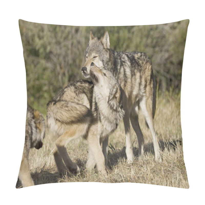 Personality  Wolves Display Bonding Rituals Pillow Covers