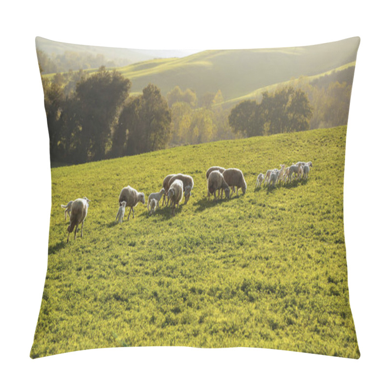 Personality  Scenic Farmland Scenery With Flock Of Grazing Sheep And Lambs On Green Pasture In Tuscany, Italy, Europe Pillow Covers