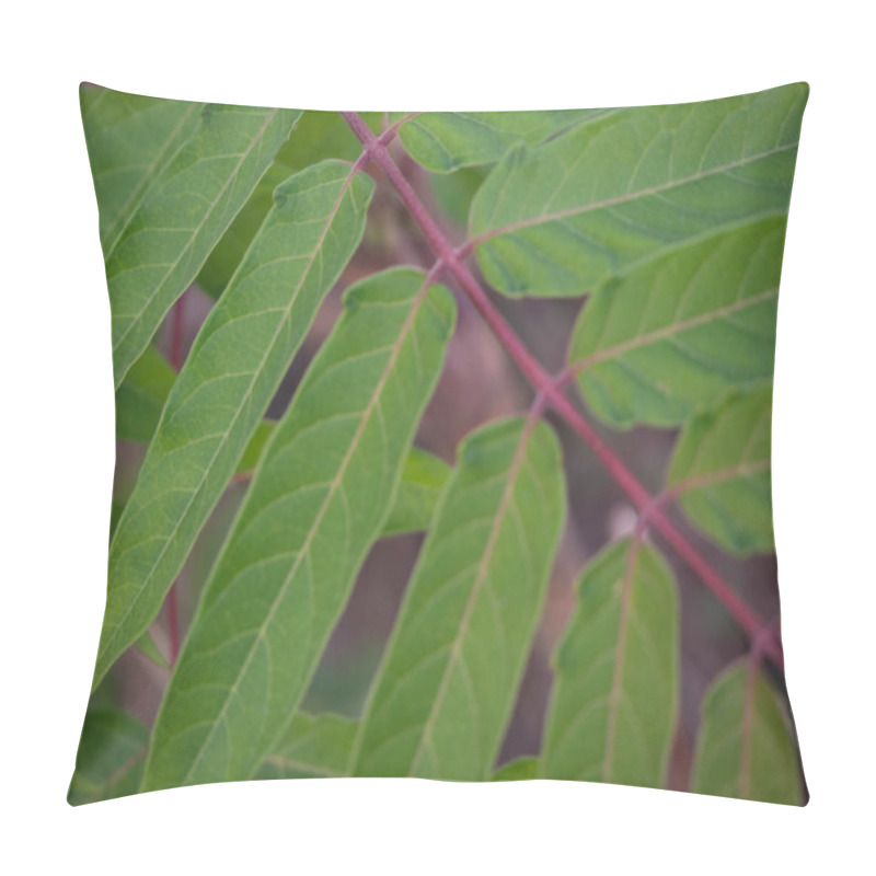 Personality  Close Up Of Tree Of Heaven Branch Pillow Covers