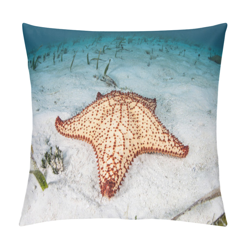 Personality  West Indian Sea Star On Sand Pillow Covers