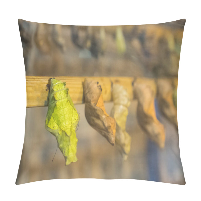 Personality  Butterfly Farm. Cultivation Of Butterflies In An Artificial Environment. Pillow Covers