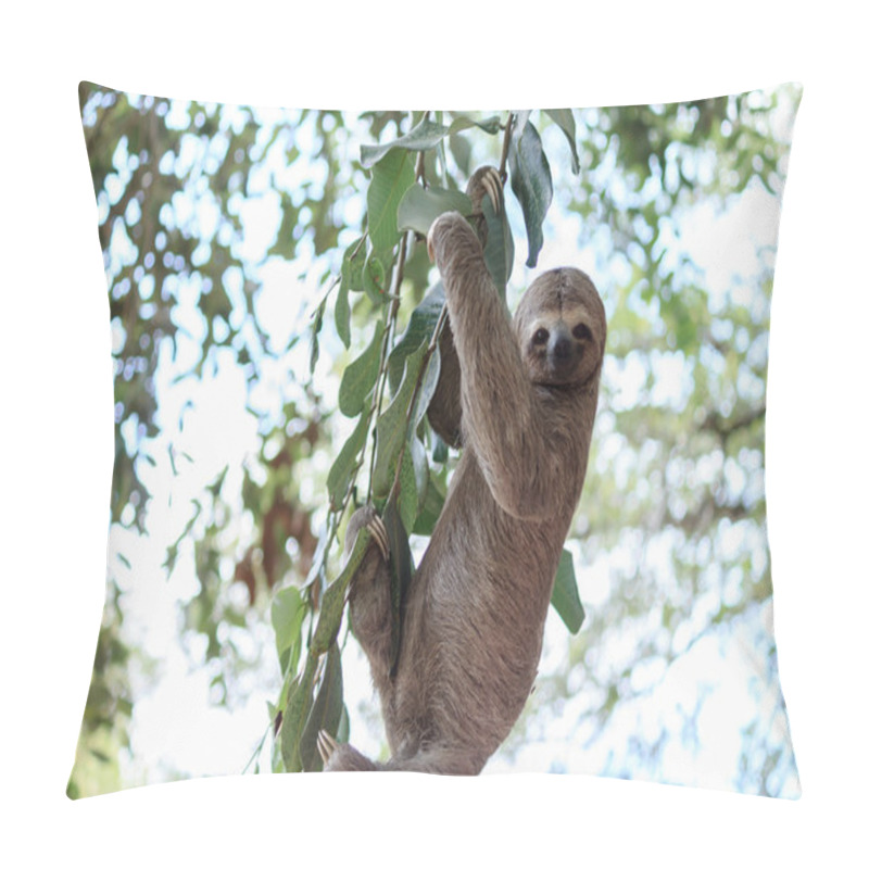 Personality  Sloth Climbing Tree In Nature Reserve In Brazil Pillow Covers