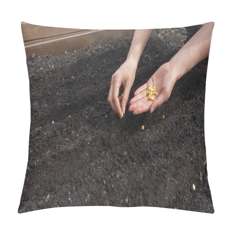 Personality  Planting Corn Seeds In Straight Rows In Fertile Soil In Early Spring According To The Principles Of Ecological Farming. Beautiful Female Hands Lay Vegetable Seeds In The Plowed Soil Pillow Covers