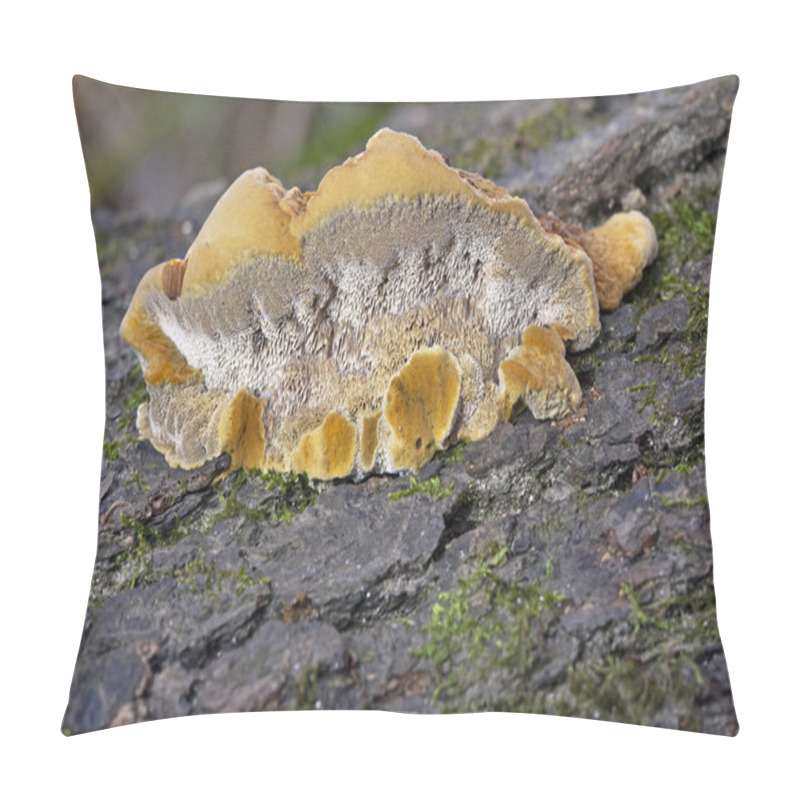 Personality  Trametes Trogii Is A Species Of Fungus Belonging To The Family Polyporaceae.The Fruit Bodies Are Capsular,with A Characteristic Yellowish,gritty Pubescence Above,with Irregular Angular Pores Below Pillow Covers