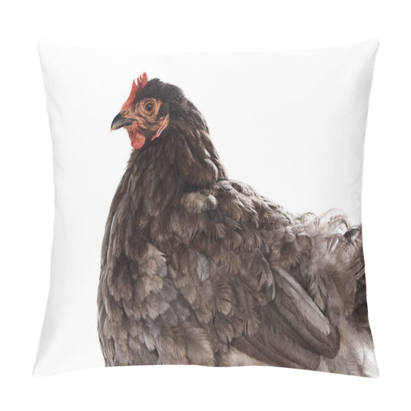 Personality  Close Up Of Purebred Brown Hen Isolated On White Pillow Covers