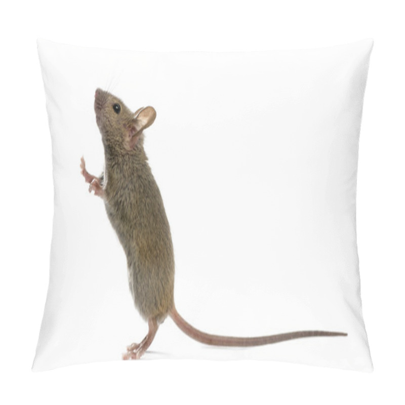 Personality  Wood Mouse Looking Up In Front Of A White Background Pillow Covers