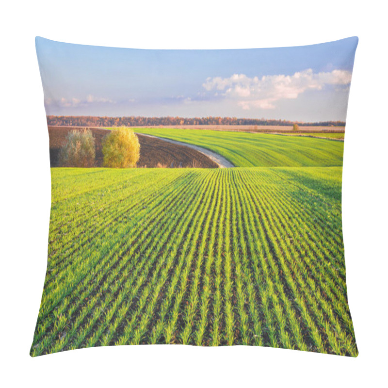 Personality  Green Sprouts Of Wheat Grow In Rows On The Hilly Terrain Of Agricultural Fields. Picturesque Autumn Landscape In Evening Colors Pillow Covers