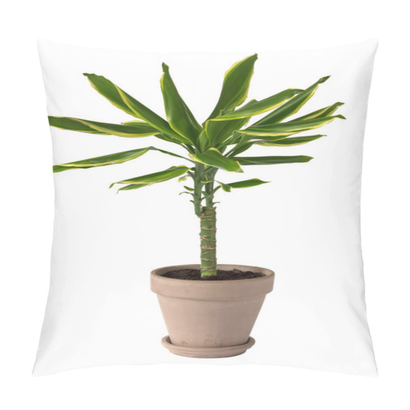 Personality  Dracaena Fragrans Strong Stem In A Grey Clay Pot Isolated On White. Pillow Covers