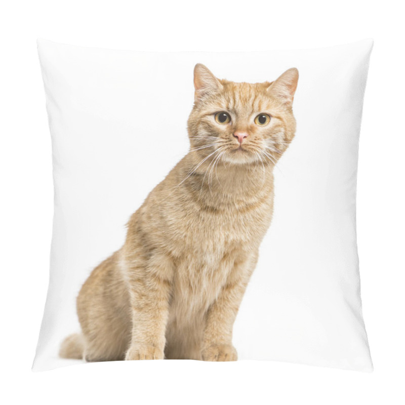 Personality  European Cat Sitting, Isolated On White Pillow Covers