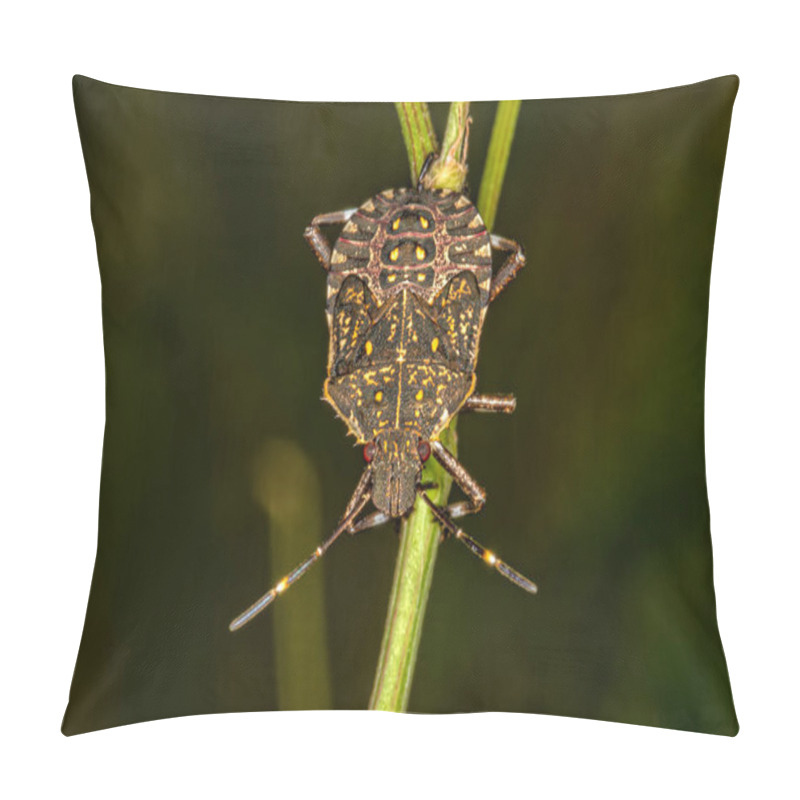 Personality  Stink Bug In The Nature. Brown Marmorated Stink Bugs Will Be Back With A Vengeance This Fall Pillow Covers