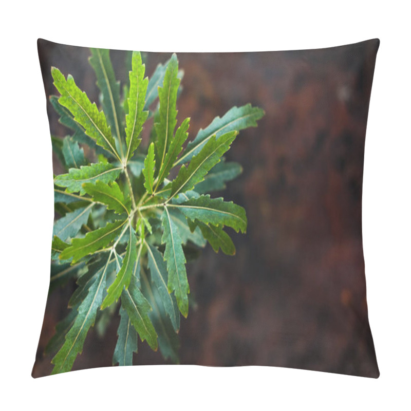 Personality  Dizygotheca Elegantissima, Also Known As Schefflera Or Aralia Elegantissima Pillow Covers