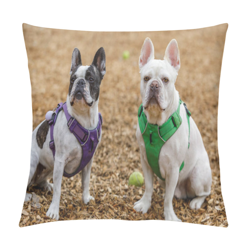 Personality  French Bulldog And Boston Terrier Mix Brother (right) And Sister (left). Off-leash Dog Park In Northern California. Pillow Covers