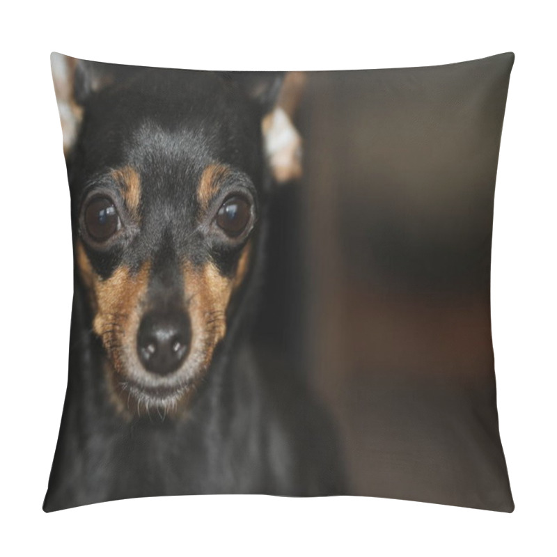 Personality  Pinscher Minitura, Small Dog Pillow Covers