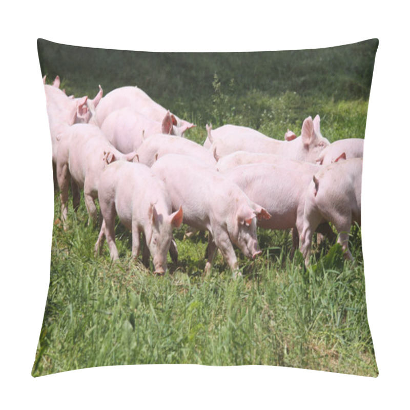 Personality  Little Young Piglets On Green Meadow  Pillow Covers