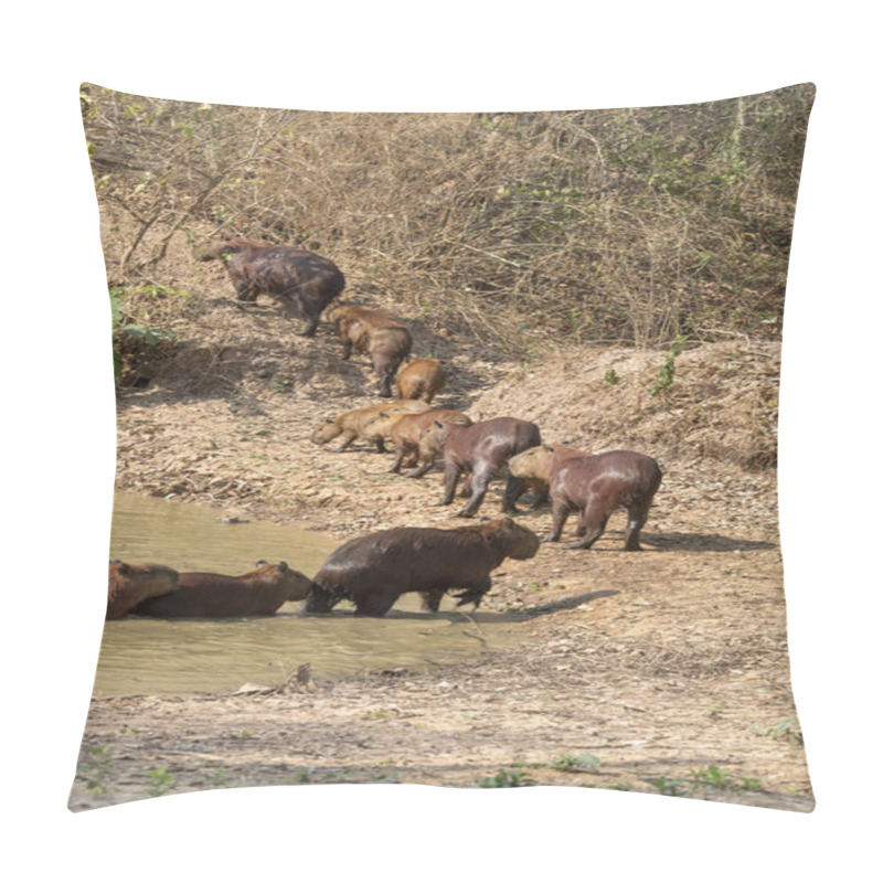 Personality  Capybara Family Group Or Herd Walking Away In Single File From Waterhole In The Pantanal Brazil. Pillow Covers