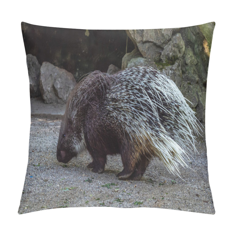 Personality  The Indian Crested Porcupine, Hystrix Indica Or Indian Porcupine, Is A Large Species Of Hystricomorph Rodent Belonging To The Old World Porcupine Family, Hystricidae Pillow Covers