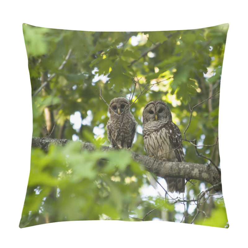 Personality  Mother And Baby Barred Owl Pillow Covers