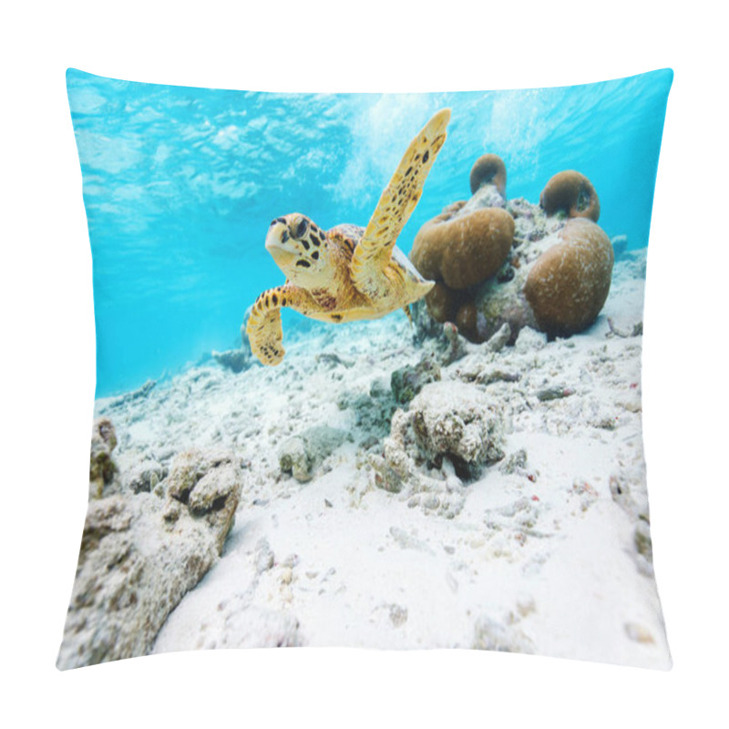 Personality  Hawksbill Sea Turtle Swimming At Coral Reef In Tropical Ocean In Maldives Pillow Covers