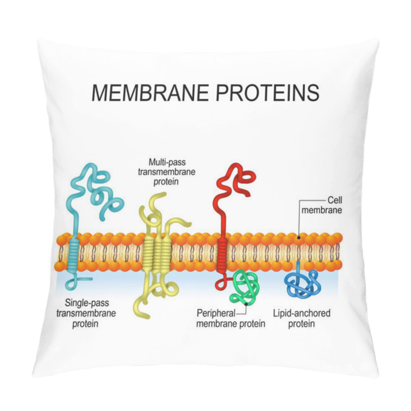 Personality  Membrane Proteins. Integral, And Peripheral Membrane Proteins, Single-pass, And Multi-pass Transmembrane Helix, Lipid-anchored Protein. Vector Illustration For Biological, Science And Educational Use Pillow Covers