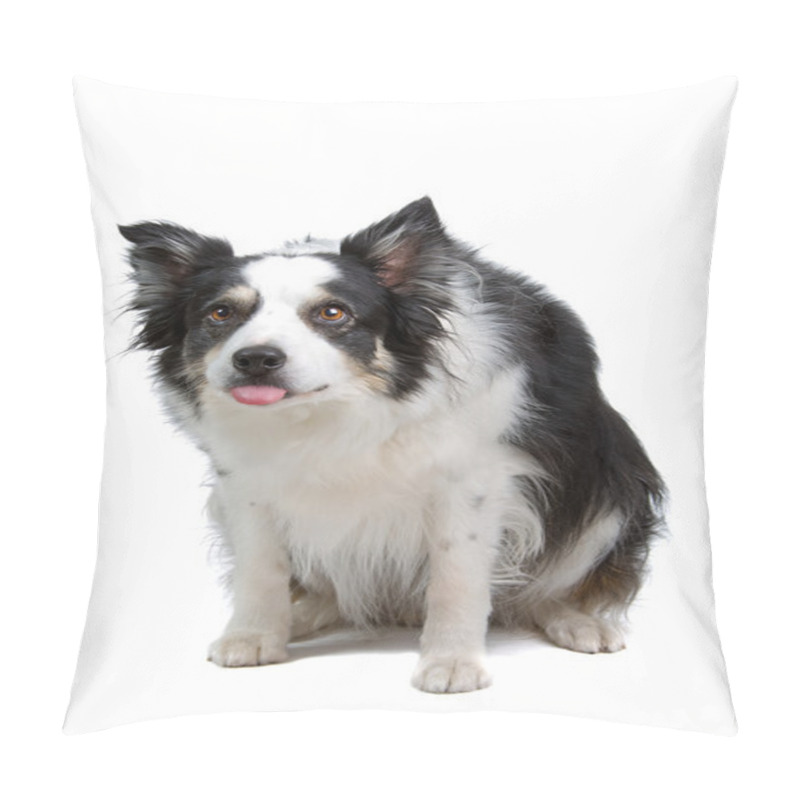 Personality  Border Collie Hund - Hunched Border Collie Dog Isolated On A White Background Pillow Covers