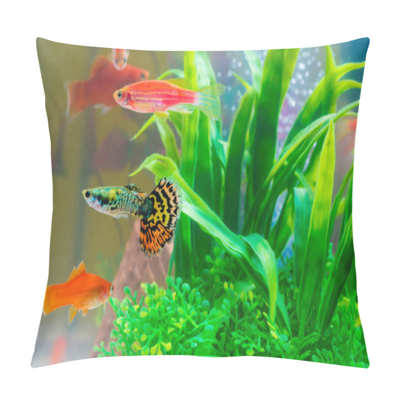 Personality  Little Fish In Fish Tank Or Aquarium, Gold Fish, Guppy And Red Fish, Fancy Carp With Green Plant, Underwater Life Concept. Pillow Covers