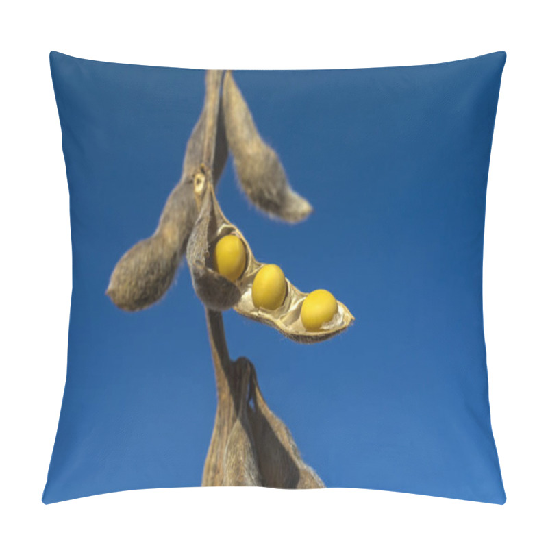 Personality  Ripe Soybean Plantation, Ready For Harvest, In Brazil, With Blue Sky Background Pillow Covers