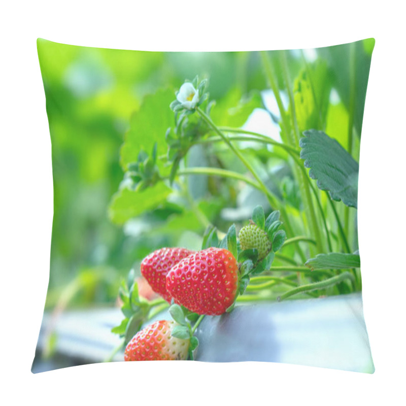 Personality  Red Ripe Strawberries On The Rack In The Garden. This Fruit Is Rich In Vitamin C And Minerals Beneficial To Human Health Pillow Covers