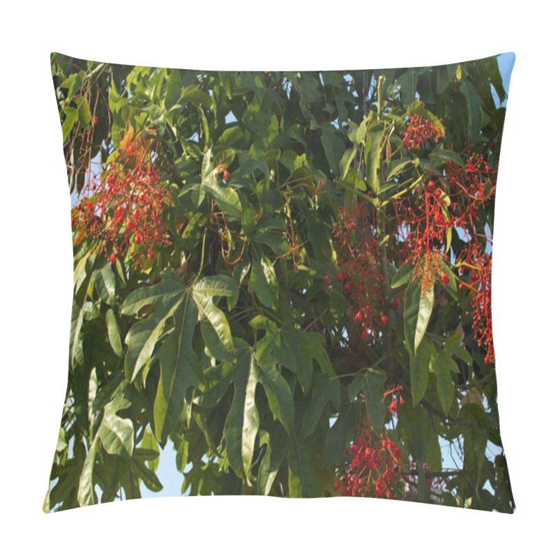 Personality  Flowers From BRACHYCHITON Acerifolium Flame Tree  In September In Mallorca, Spain. Pillow Covers