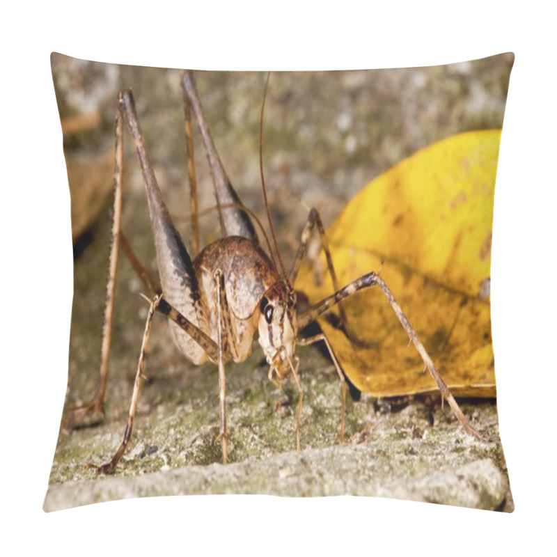 Personality  A Long-horned Grasshopper Pillow Covers