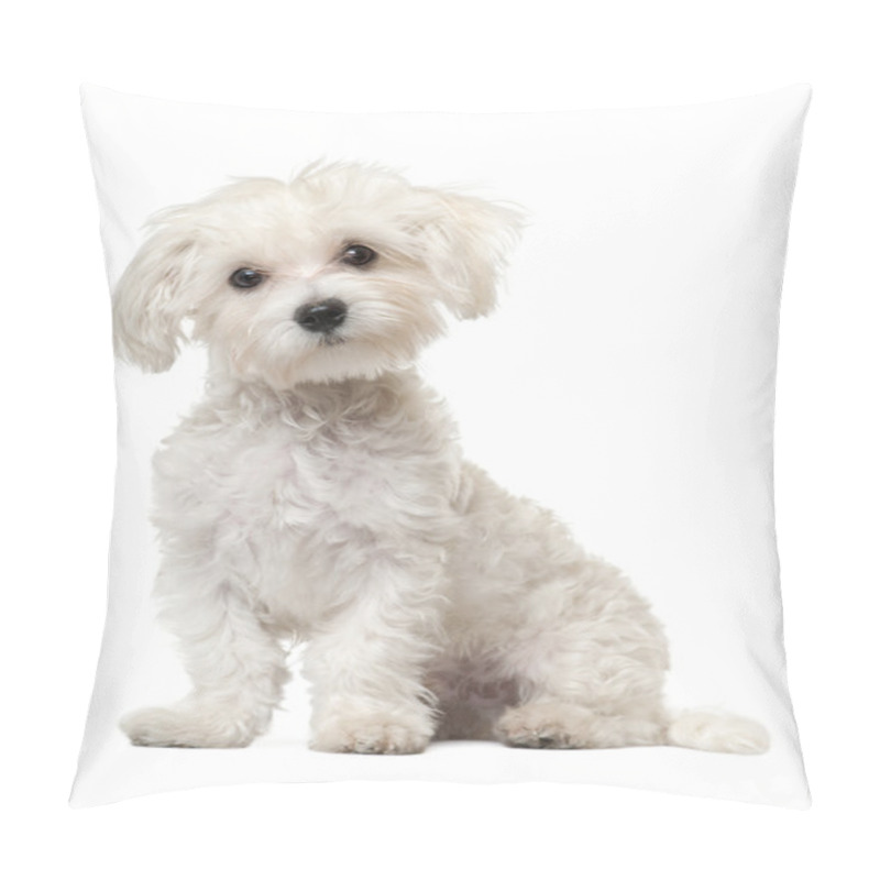 Personality  Maltese Puppy, 6 Months Old, Sitting In Front Of White Background Pillow Covers