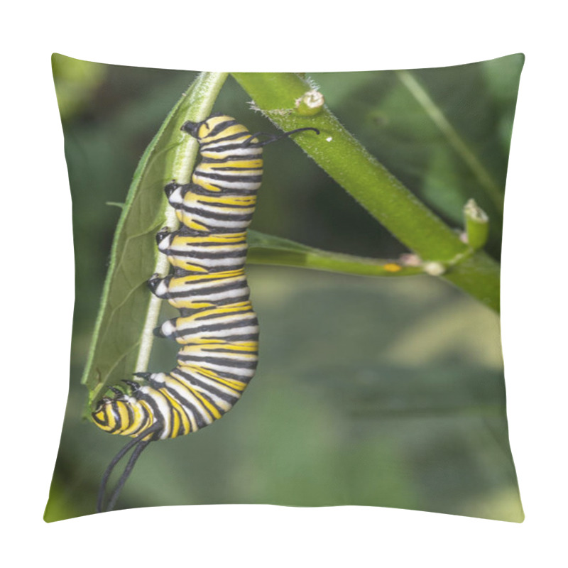 Personality  Monarch Butterfly Or Simply Monarch, Danaus Plexippus Caterpillar Pillow Covers