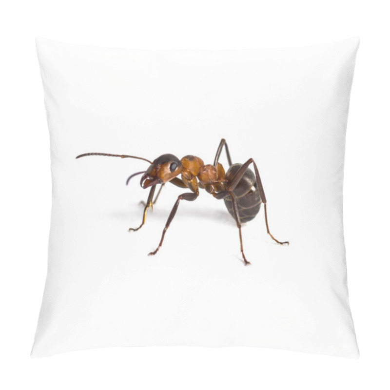 Personality  European Red Wood Ant, Formica Polyctena, Isolated On White Pillow Covers