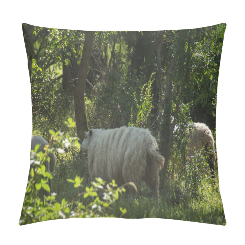 Personality  Free Sheeps At Gallery Forest Near Santa Lucia River At Los Cerrillos, Canelones, Uruguay Pillow Covers